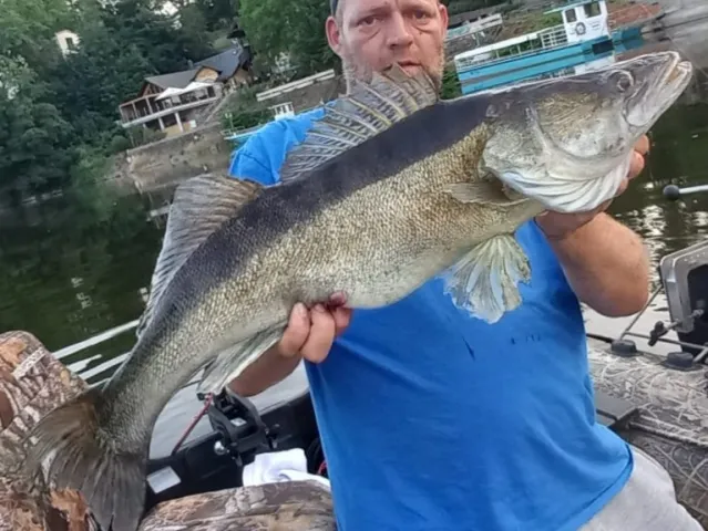 Zander