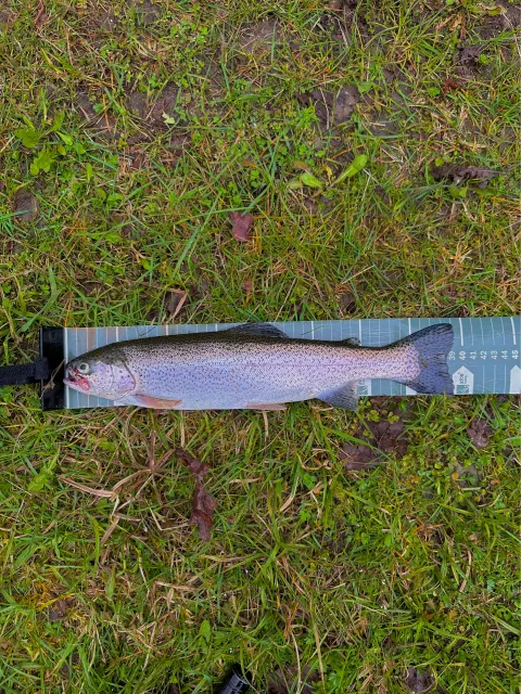 Regenbogenforelle