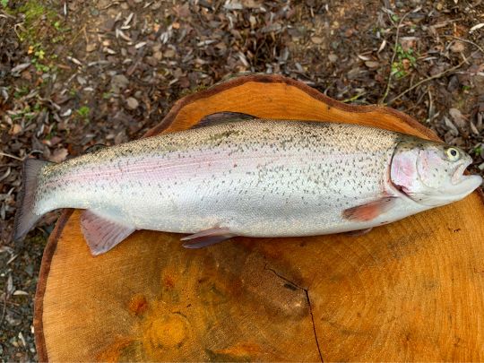 Regenbogenforelle