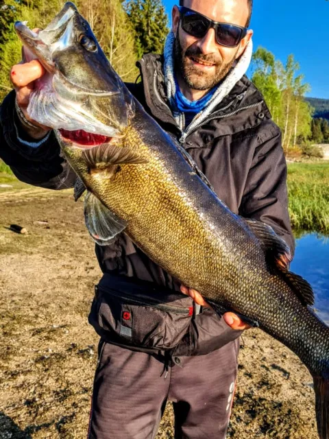 Zander