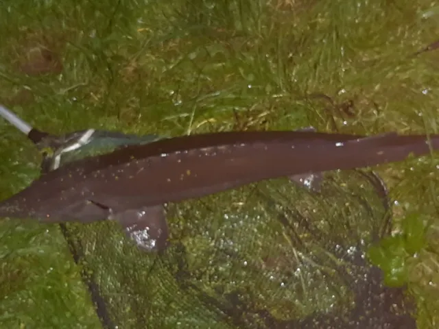 Stör