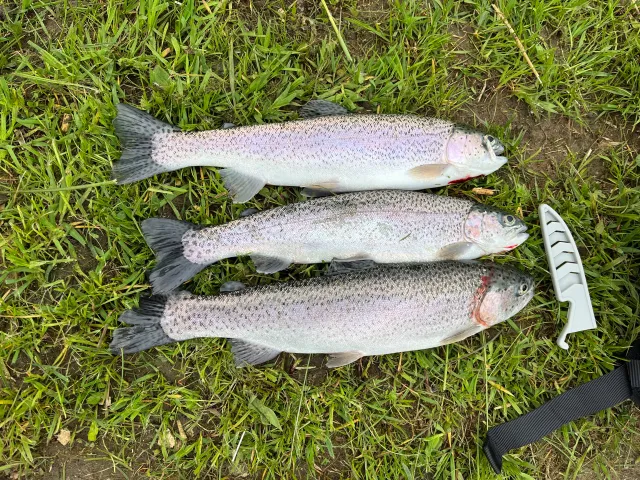 Regenbogenforelle