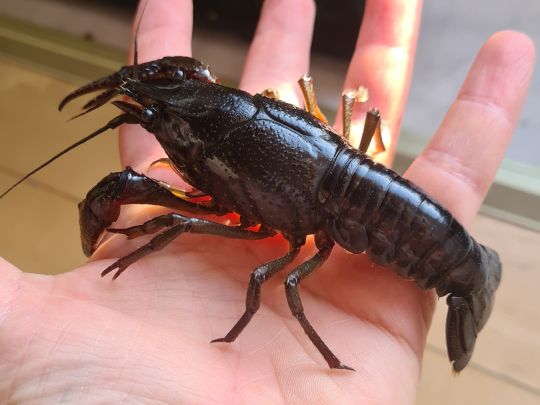 Roter amerikanischer Sumpfkrebs