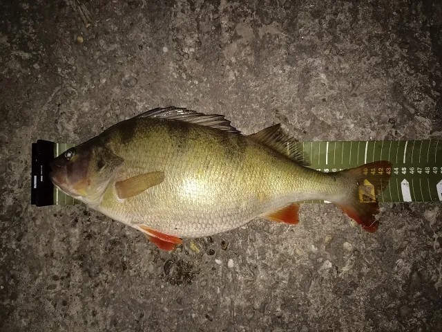 Flussbarsch