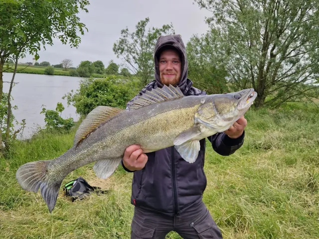 Zander