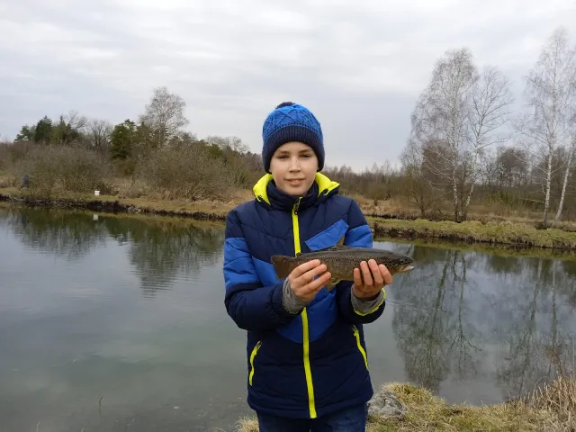 Regenbogenforelle