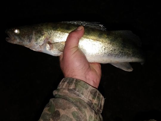 Zander