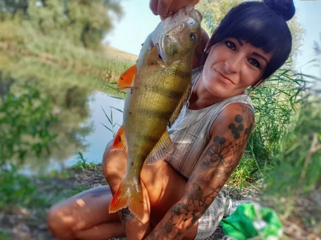 Flussbarsch