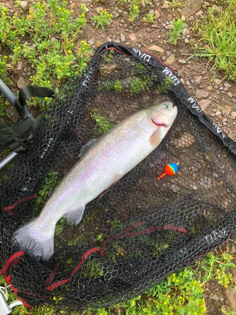 Regenbogenforelle