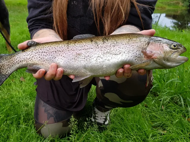 Regenbogenforelle