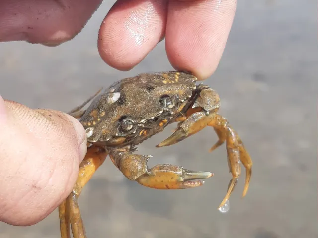 Strandkrabbe