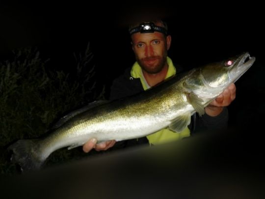 Zander