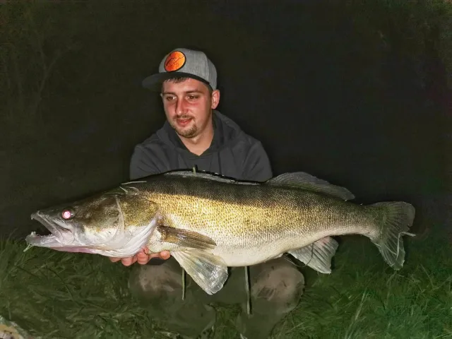 Zander