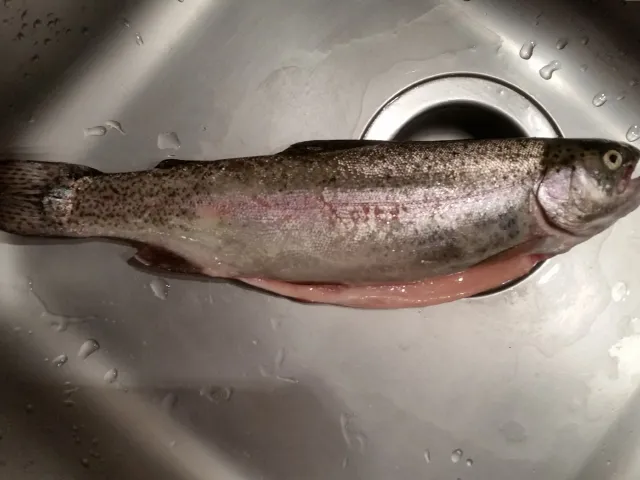 Regenbogenforelle