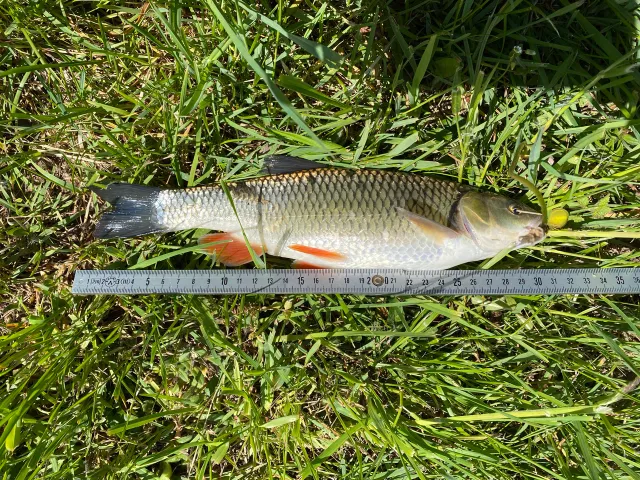 Döbel