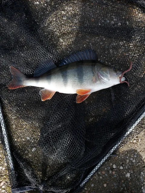 Flussbarsch