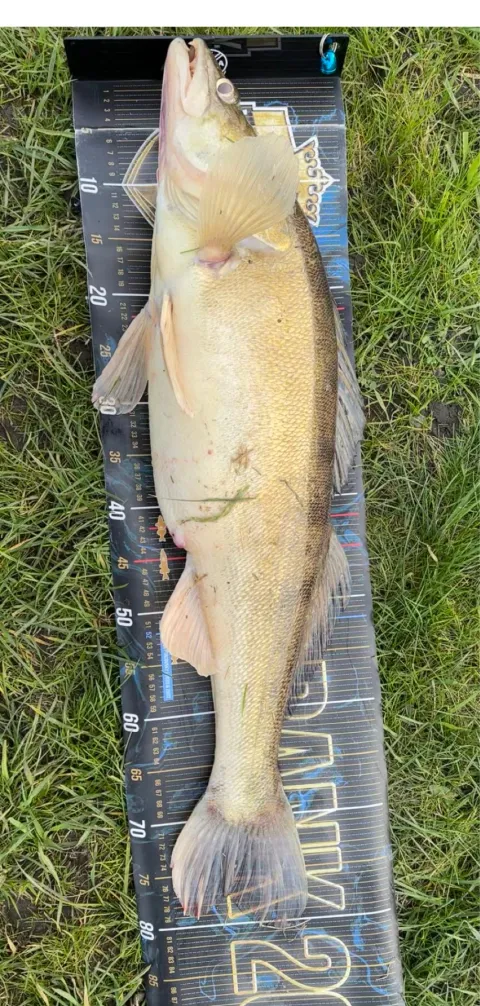 Zander