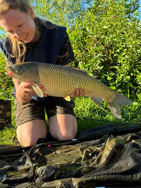 Graskarpfen