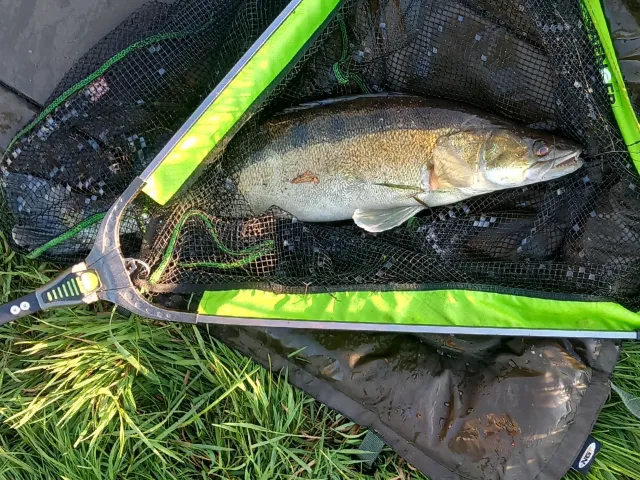 Zander