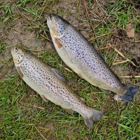 Bachforelle