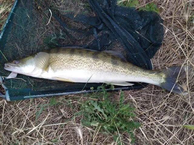 Zander