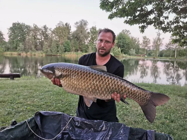 Graskarpfen