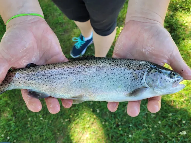 Regenbogenforelle