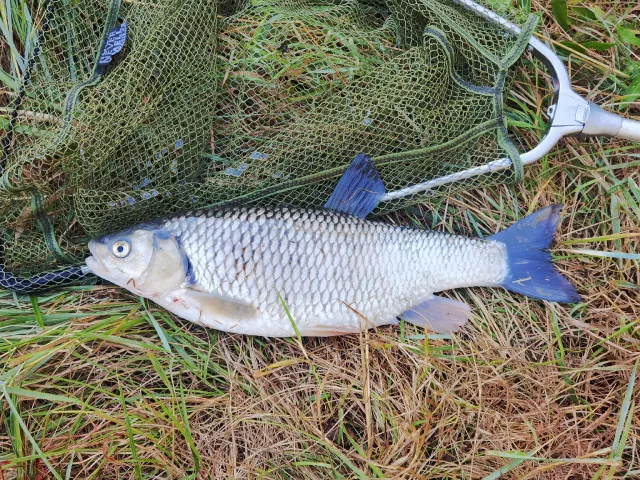Döbel