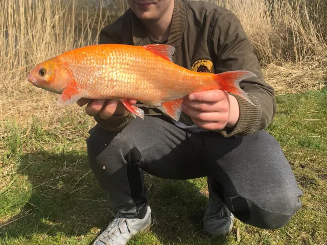 Goldorfe