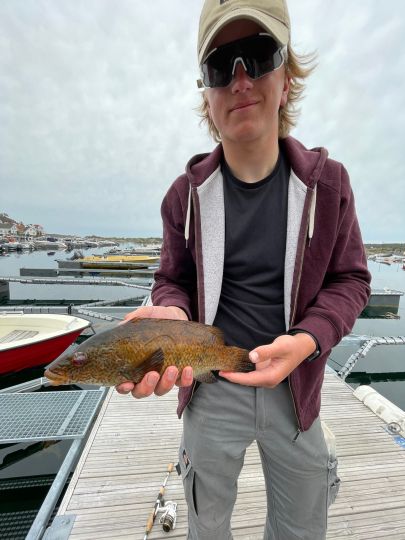 Lippfisch