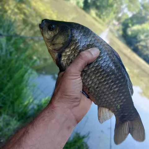 Karausche