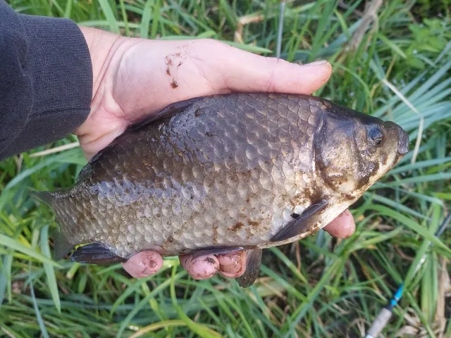 Karausche
