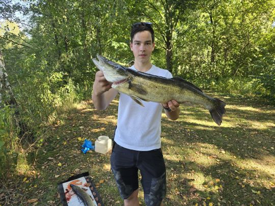 Zander