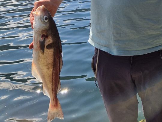 Schellfisch