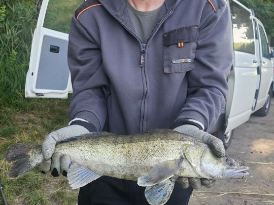 Zander-1
