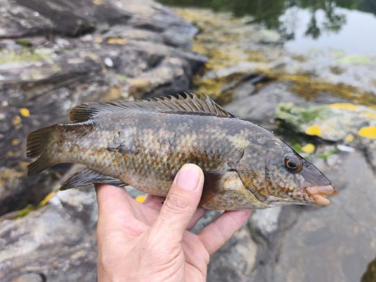 Lippfisch
