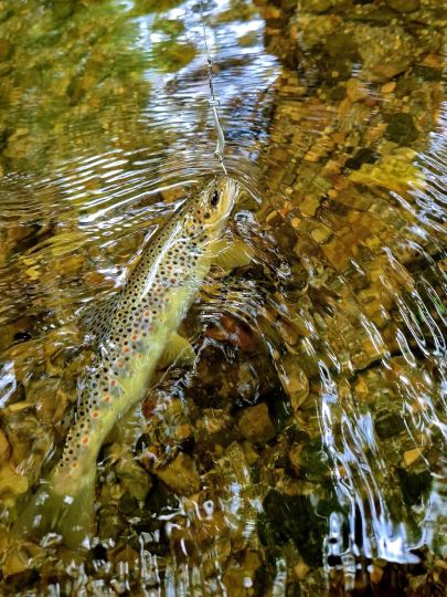 Bachforelle