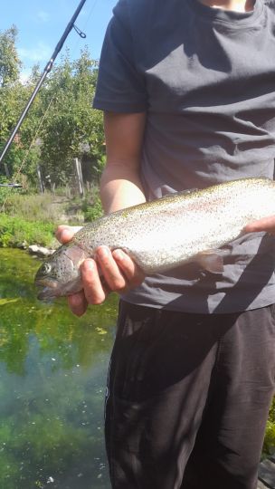 Regenbogenforelle