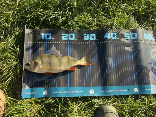 Flussbarsch-0