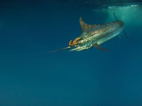 Marlin