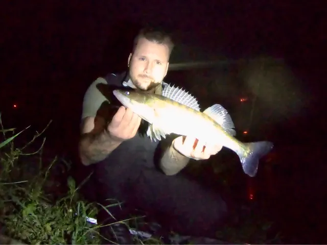 Zander