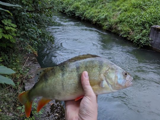 Flussbarsch