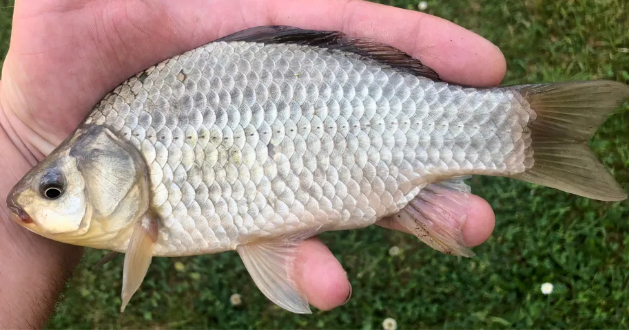 Giebel