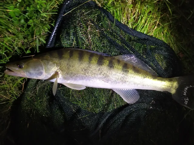 Zander