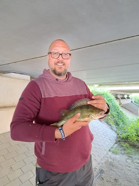Flussbarsch