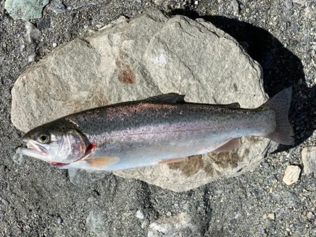 Regenbogenforelle