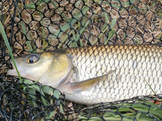 Döbel