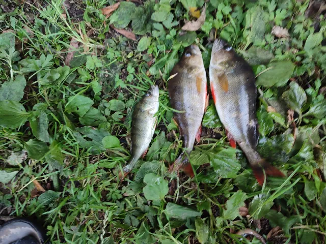 Flussbarsch