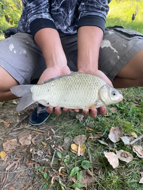 Karausche