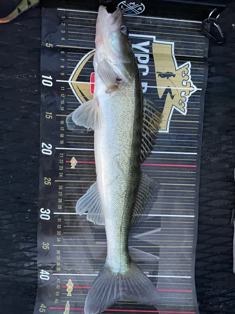 Zander